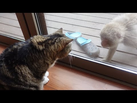 サンシェードで遊ぶサルを目撃したねこ２。-Cats witnessed Japanese macaques playing with the sunshade2.-