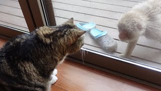 Cats witnessed Japanese macaques playing with the sunshade2.