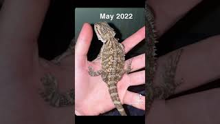 Growth So Far Of Blu The Bearded Dragon.