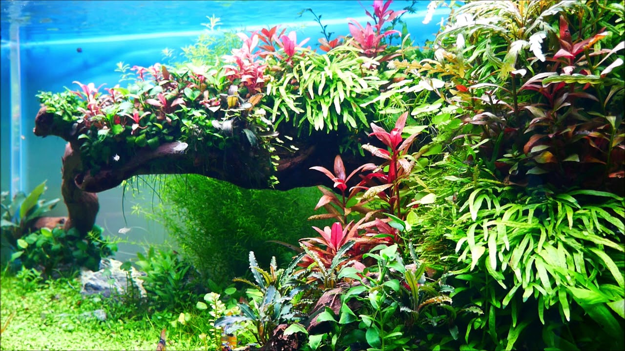 dark planted aquarium 4k dark planted aquarium 4k