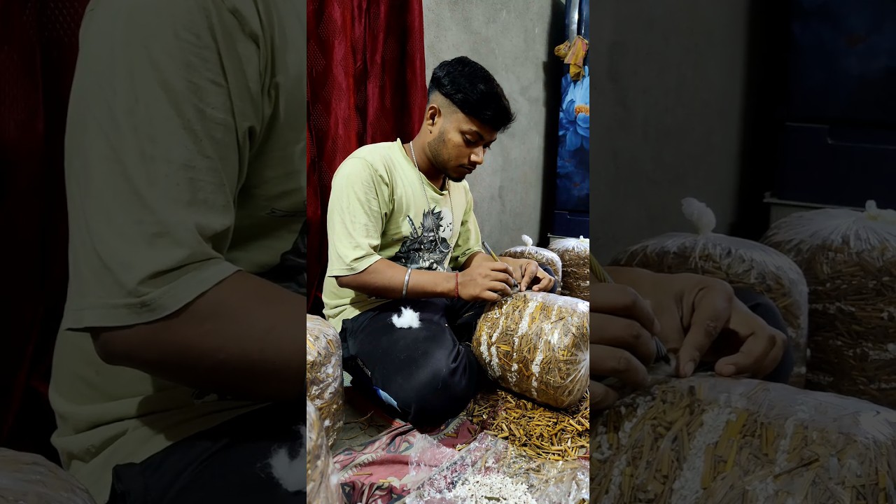 part3 Oystermushroom cultivation process