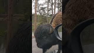 Bison Walking Down the Middle of the Road