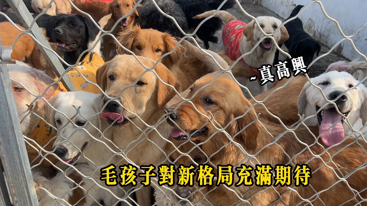 大院分區隔斷初具模型，每天從早到晚忙碌閒不住，只為它們能吃好睡暖