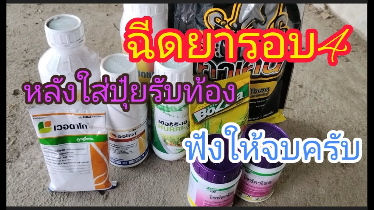 ฉีดยารอบ4ข้าวอายุสั้น40วันอายุยาว50วันหลังใส่ปุ๋ยใช้อะไรอัตราเท่าไร