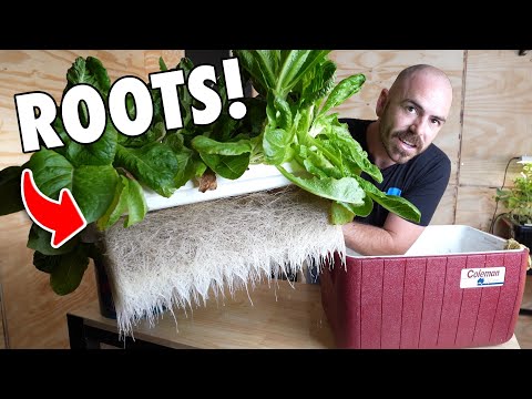 A Cheap Alternative Kratky Hydroponic Method!