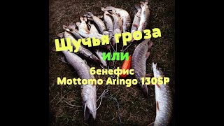 Щучья гроза или бенефис Mottomo Aringo 130SP.