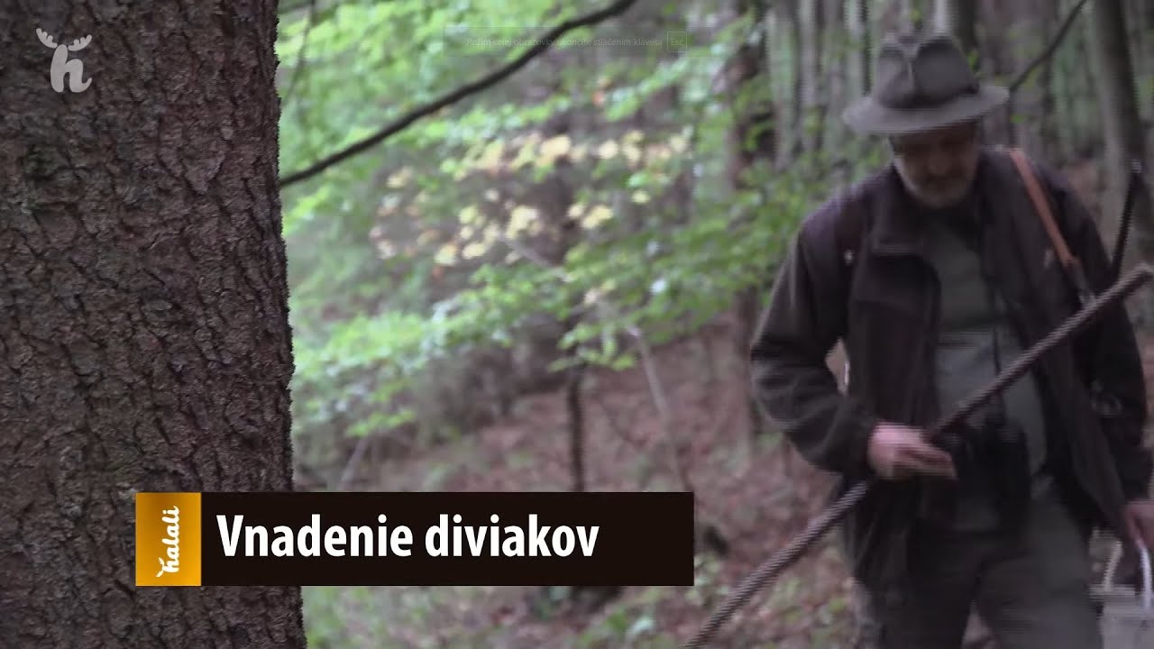 Vnadenie diviakov