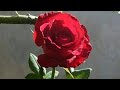 الورد الجوري العناية به وطريقة تشديبه لتشبيبه 