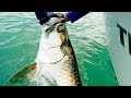 Fishing for Giant Tarpon and Kingfish