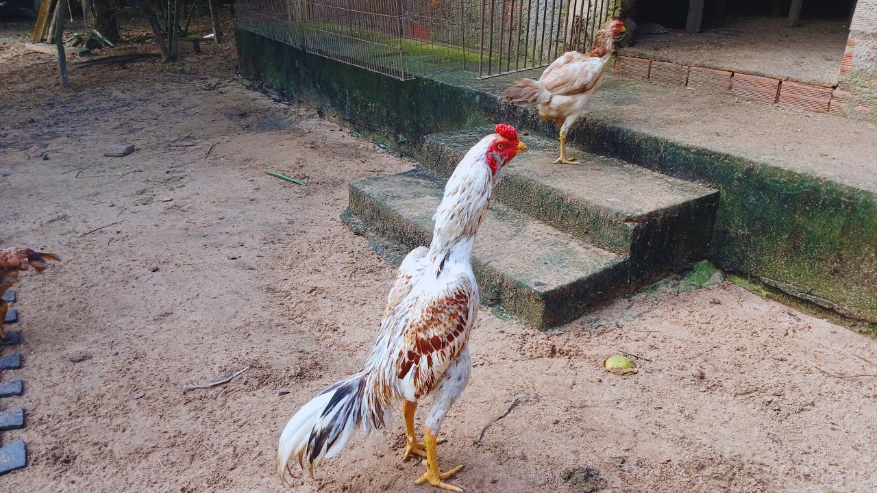 Reprodutor e Matrizes do Criatório Lourival | filho do galo Bolachinha 