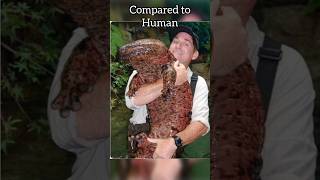 Japanese Giant Salamander