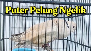 PUTER PELUNG NGELIK UNTUK MEMANCING PUTER LAIN AGAR IKUT BUNYI GACOR SIANG MALAM