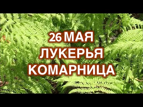 26 мая Лукерья Комарница. Почему нельзя плакать в этот день
