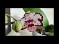 Есть такие орхидеи, от которых глаз не отводим, когда ждём цветения)))Мандала, Rood и другие)