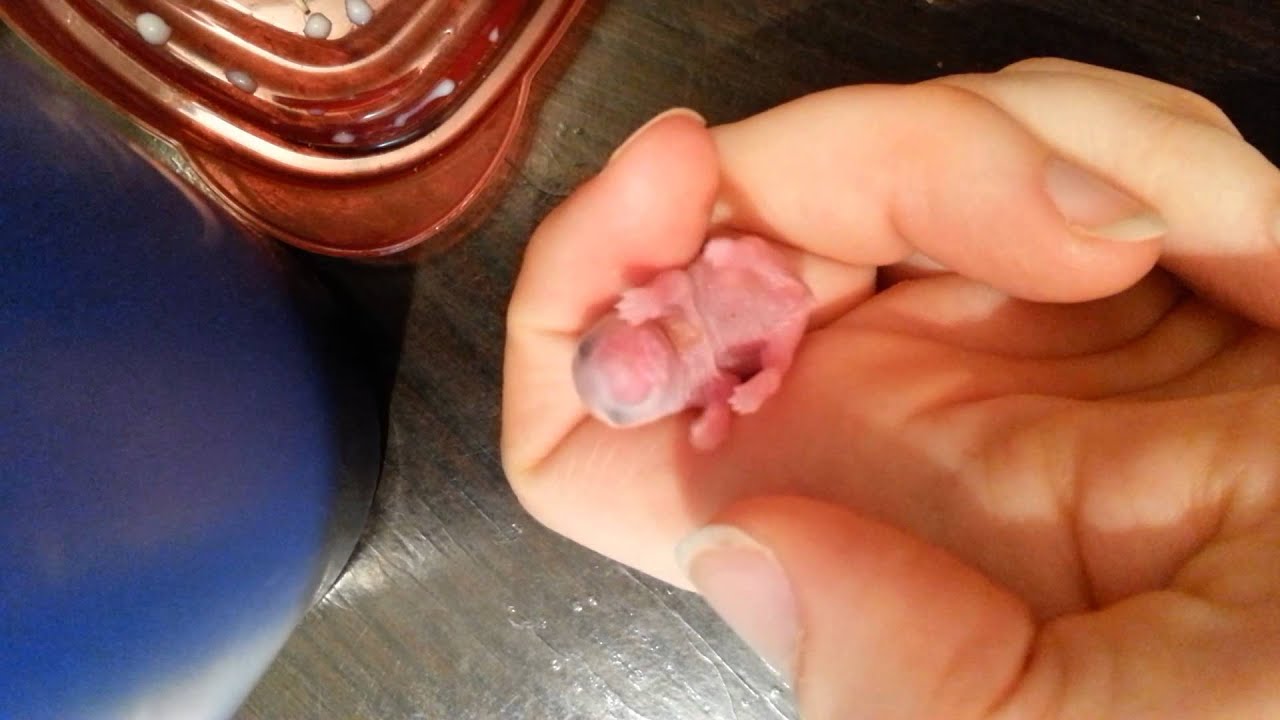 raising baby hamsters