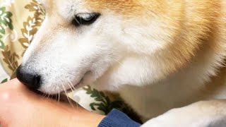 パソコンばかり見てる飼い主を振り向かせる方法