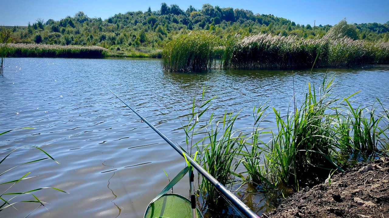 Рибалка Проста Та Улов Гарний. Осіння Ловля На Ставку