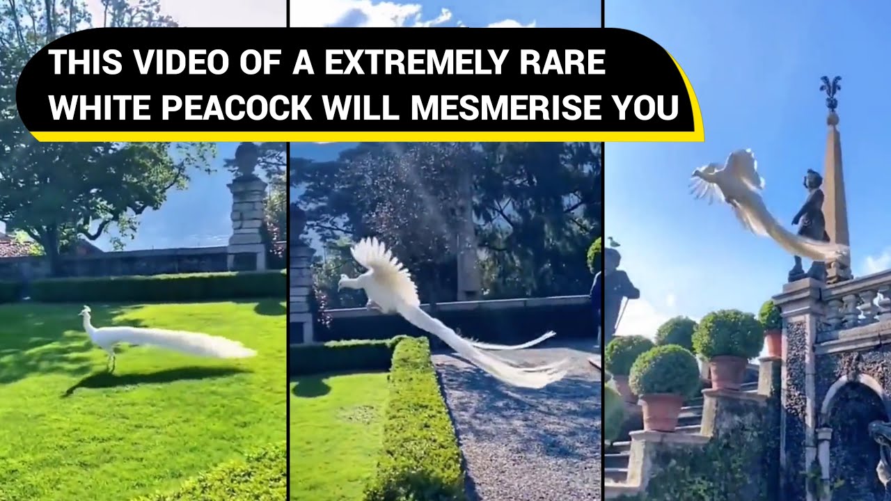 This video of a rare white peacock flying in Italy will mesmerise you | Viral Video