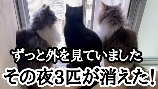 【猫脱走防止】網戸ロックどうなってる3匹の飼い猫の姿が見えない