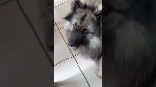 Bear is concentrating #funnydogs #keeshond #adorabledog #likeandsubscribe