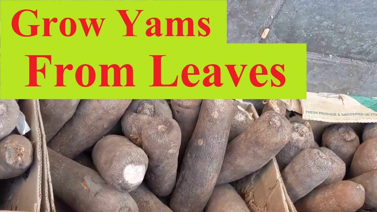 How To Grow Yam Seedlings From Leaves And Vines A Step By Step Guide How To Grow Yam Seedlings From Leaves And Vines A Step By Step Guide