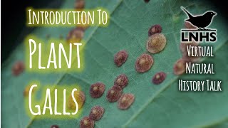 Introduction to Plant Galls