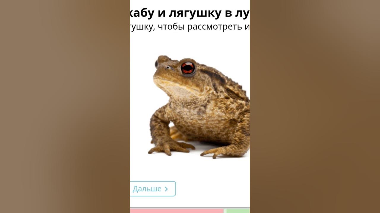 Лягушка 🐸 - YouTube