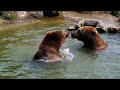 The Impact of Climate Change on Polar Bears &amp; Their Struggle for Survival #polarbear #climatechange