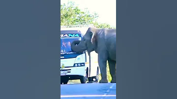 Africa Wild Animals And Wild Animals Things Malamala Safari Moments Animals2021 Wildanimals Lion 