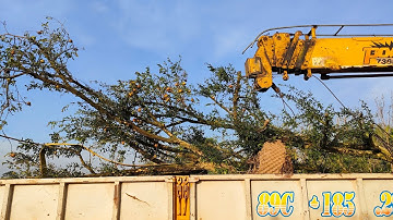 Đại Gia Sài Gòn Săn Cây Lựu Cổ Ấn Độ Cực Đẹp- nhà vườn vũ tiến