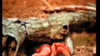 Qirmizi Xərçənglər