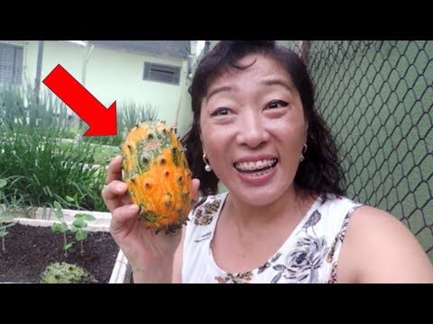 Vídeo: Kiwano Horned Fruit: Dicas de cultivo e informações sobre como cuidar de melancias