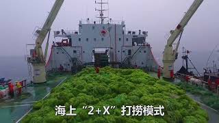 Seaweed Harvesting ---Seawin own harvest ships ensure supplying of raw material