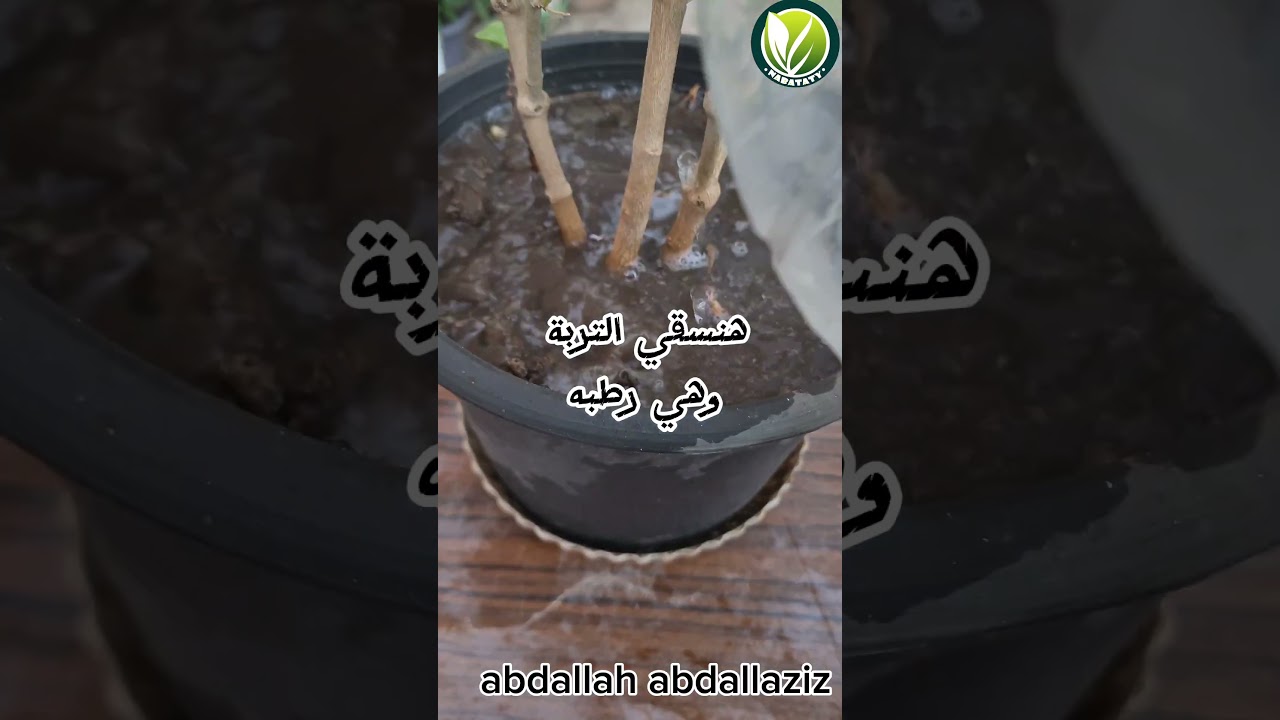 سماد سحري لنبات الفل فقط 🌿🌸 #اشجار #plants #زراعة_الأسطح #garden #اكسبلور #زراعة