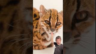 Meet the new cat: The Tilcayo Meet the new cat: The Tilcayo