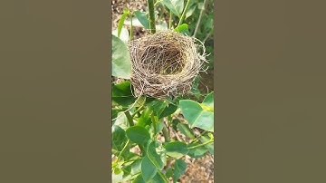 We Found the Most Incredible Bird Nest You