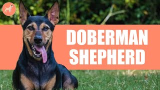 German Shepherd Doberman mix: The Perfect Watch Dog