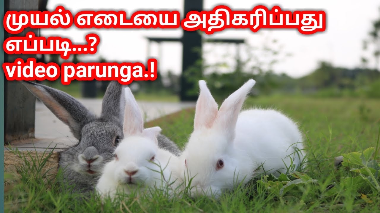 How to increase rabbit weight /முயல் எடையை அதிகரிப்பது எப்படி, care