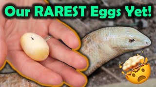 Our Legless Lizards Laid Eggs