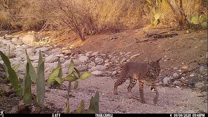 WLH Wildlife XIV: coyotes, javelina, bobcat