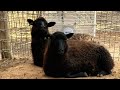 Bah Bah Black Sheep: Newcomers to the Farm (Vlog 91)