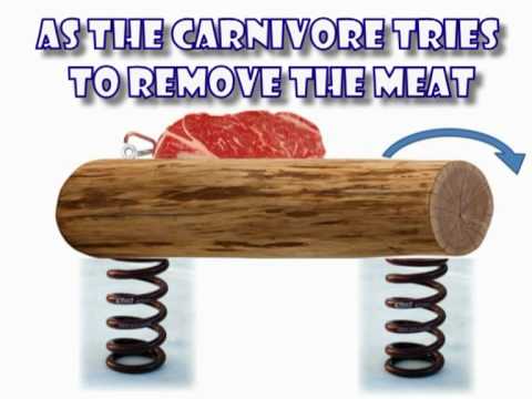 carnivore rodeo-enrichment ideas for our animals