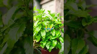 Download Lagu #jiskegar#meTulsi 🙏 #shortvideo #youtubeshorts MP3