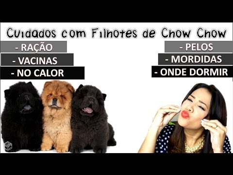 Vídeo: Como Alimentar Os Cachorros Chow Chow