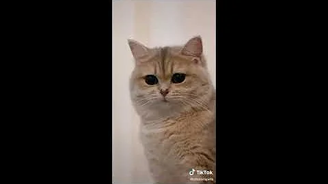Watch the video about The Best CUTE CAT Videos 2022 😺 - Try to Don't Laugh 🤣 - CatX