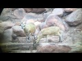 Klipspringer string jumping arrow @ GTA Safaris