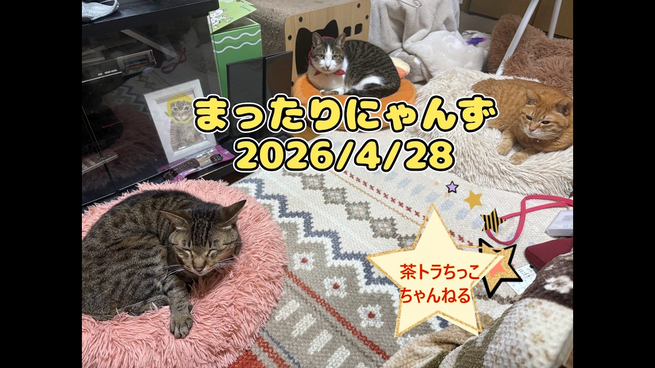 ネコ好きさん 癒しのまったりにゃんず＃猫＃猫好きさんと繋がりたい＃保護猫出身＃猫