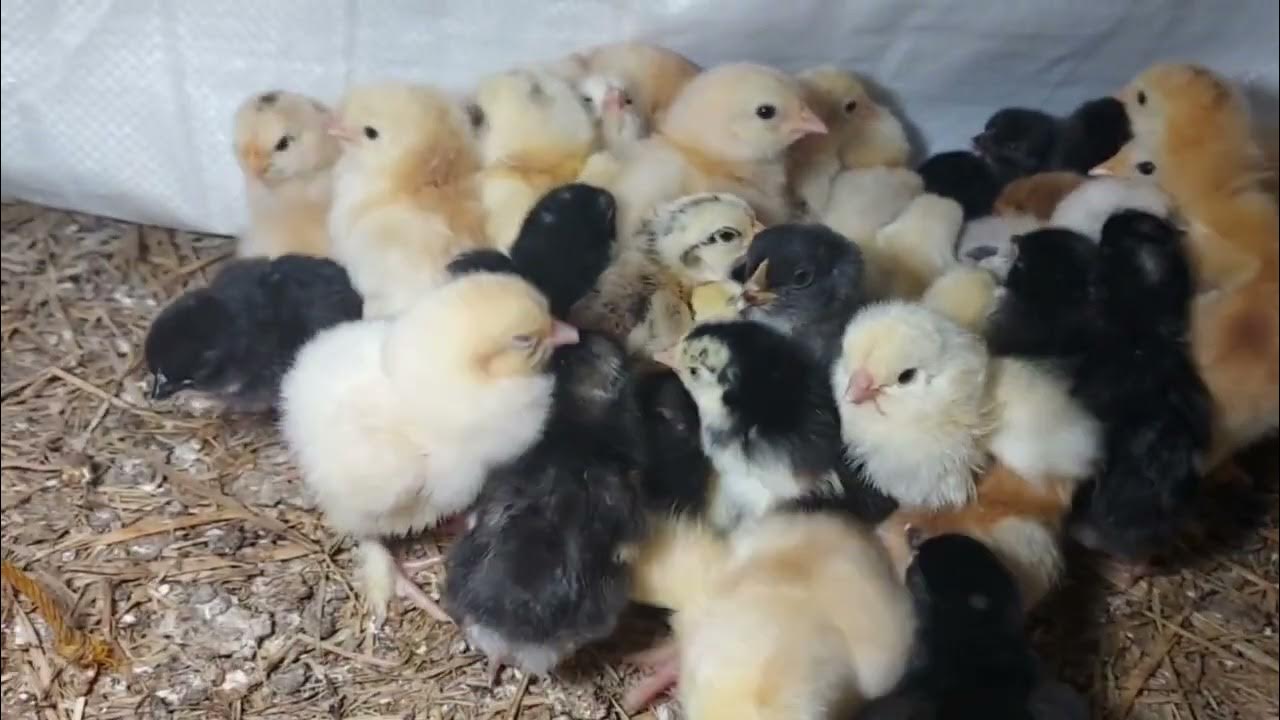Newly Hatched Brahma x Jersey Giant Chicks! YouTube