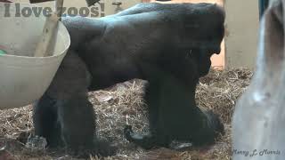 Philadelphia Zoo Gorilla Kuchimba - Last Video