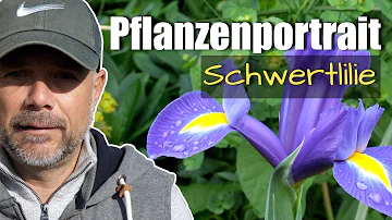 Wie viele Arten Schwertlilie?